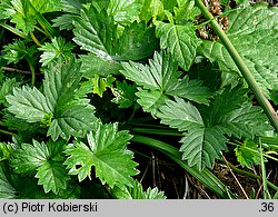 Potentilla anglica (pięciornik rozścielony)