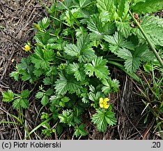 Potentilla anglica (pięciornik rozścielony)