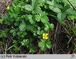 Potentilla anglica (pięciornik rozścielony)