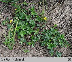 Potentilla anglica (pięciornik rozścielony)