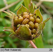 Potentilla anserina (pięciornik gęsi)