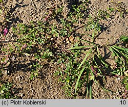 Potentilla supina (pięciornik niski)