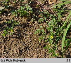 Potentilla supina (pięciornik niski)