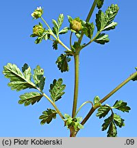 Potentilla supina (pięciornik niski)