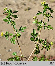 Potentilla supina (pięciornik niski)