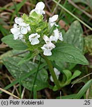 Prunella vulgaris (głowienka pospolita)