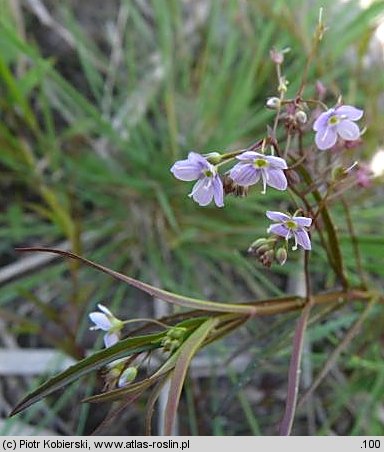 Veronica scutellata