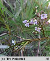 Veronica scutellata