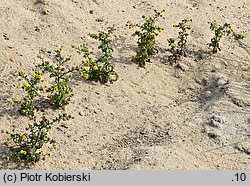 Pulicaria vulgaris (płesznik zwyczajny)