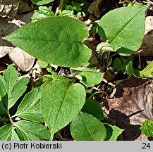 Pulmonaria obscura (miodunka ćma)