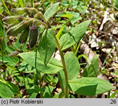 Pulmonaria obscura (miodunka ćma)