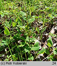 Pulmonaria obscura (miodunka ćma)