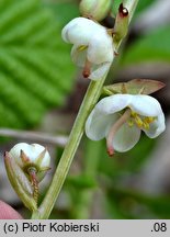 Pyrola rotundifolia (gruszyczka okrągłolistna)