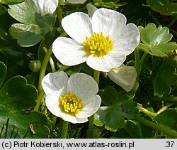 Ranunculus peltatus (jaskier tarczowaty)