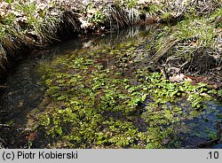 Berula erecta (potocznik wąskolistny)