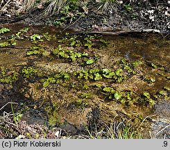 Berula erecta (potocznik wąskolistny)