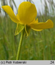 Ranunculus sardous (jaskier sardyński)