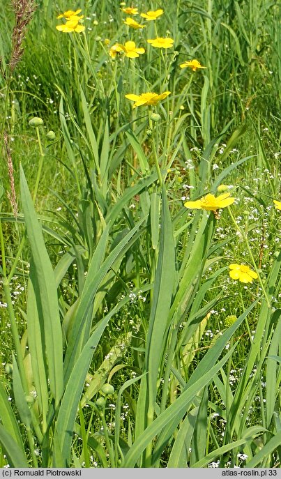 Ranunculus lingua (jaskier wielki)