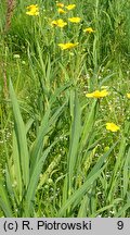 Ranunculus lingua (jaskier wielki)