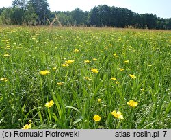 Ranunculus lingua (jaskier wielki)