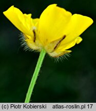 Ranunculus polyanthemos (jaskier wielokwiatowy)