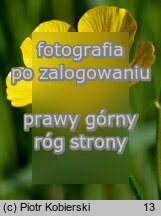 Ranunculus polyanthemos (jaskier wielokwiatowy)