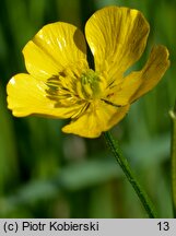 Ranunculus polyanthemos (jaskier wielokwiatowy)