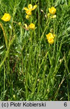 Ranunculus polyanthemos (jaskier wielokwiatowy)