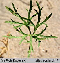 Ranunculus polyanthemos (jaskier wielokwiatowy)