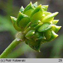 Ranunculus sardous (jaskier sardyński)