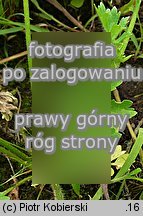 Ranunculus sardous (jaskier sardyński)