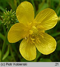 Ranunculus sardous (jaskier sardyński)