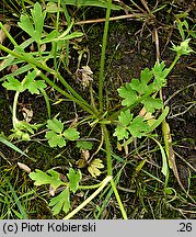 Ranunculus sardous (jaskier sardyński)