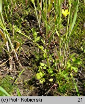 Ranunculus sardous (jaskier sardyński)