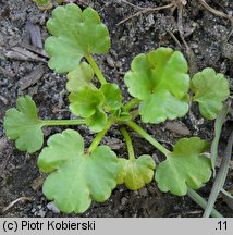 Ranunculus sardous (jaskier sardyński)