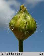 Ranunculus sardous (jaskier sardyński)