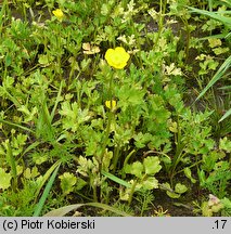 Ranunculus sardous (jaskier sardyński)