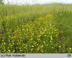 Ranunculus sardous (jaskier sardyński)