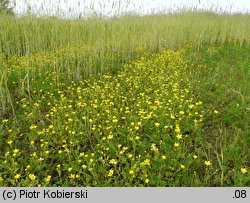 Ranunculus sardous (jaskier sardyński)