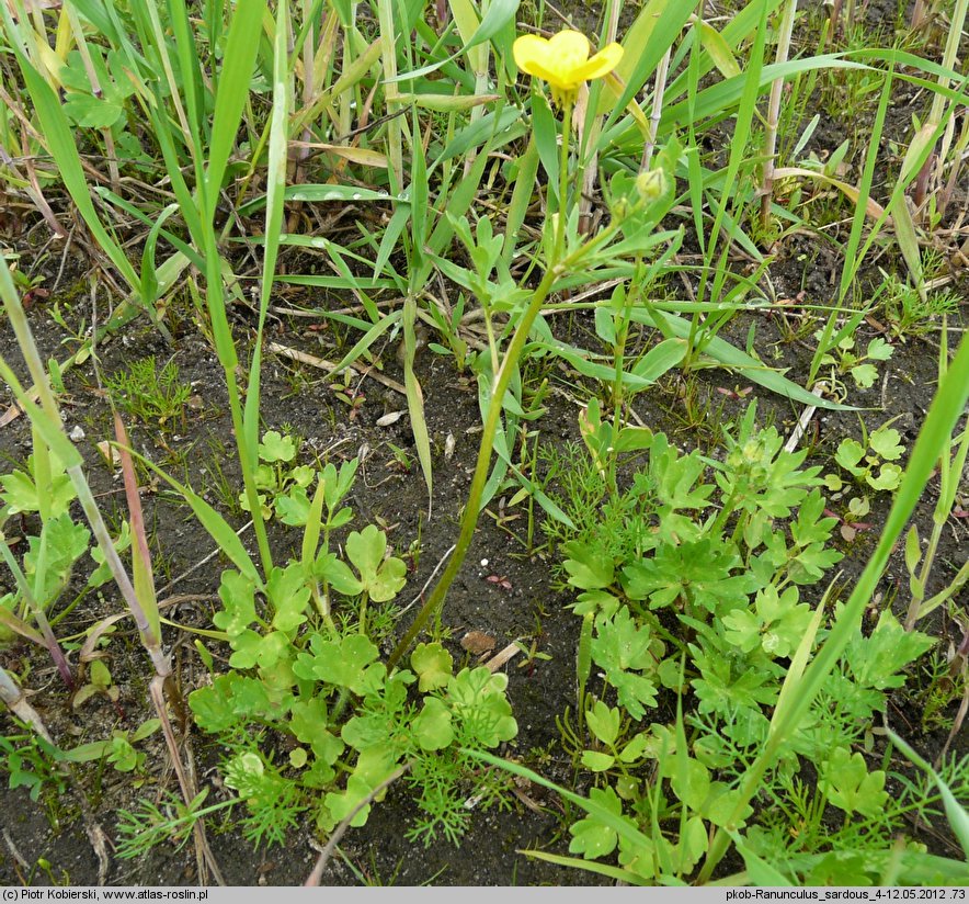 Ranunculus sardous (jaskier sardyński)