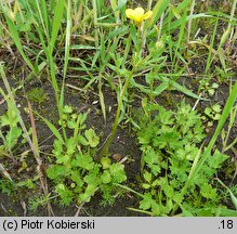 Ranunculus sardous (jaskier sardyński)