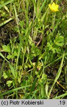 Ranunculus sardous (jaskier sardyński)