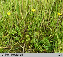 Ranunculus sardous (jaskier sardyński)