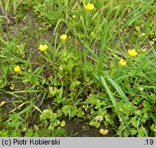 Ranunculus sardous (jaskier sardyński)