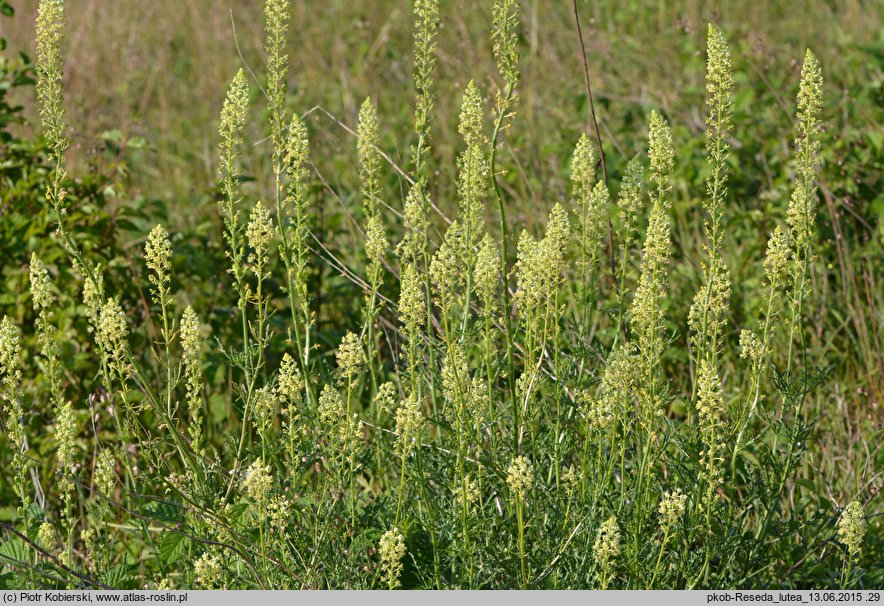 Reseda lutea (rezeda żółta)