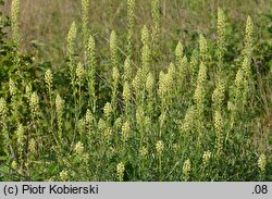 Reseda lutea (rezeda żółta)