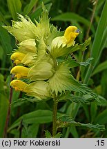 Rhinanthus serotinus (szelężnik większy)