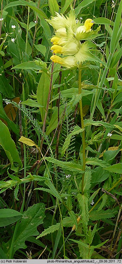 Rhinanthus serotinus (szelężnik większy)