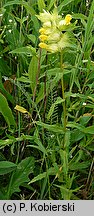 Rhinanthus serotinus (szelężnik większy)