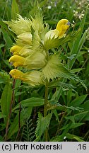 Rhinanthus serotinus (szelężnik większy)